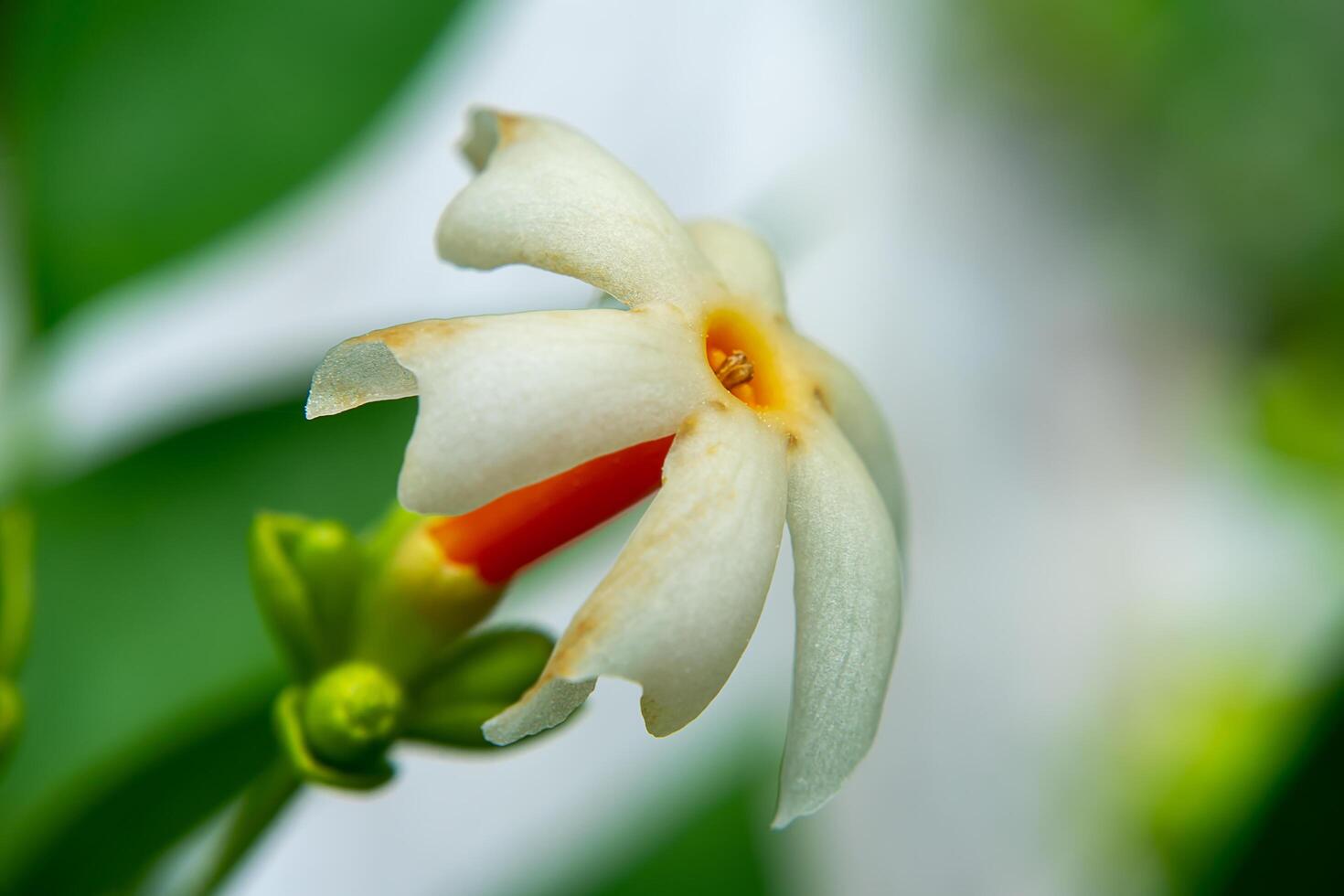 Close up of Night jasmine or Coral jasmine flower. photo