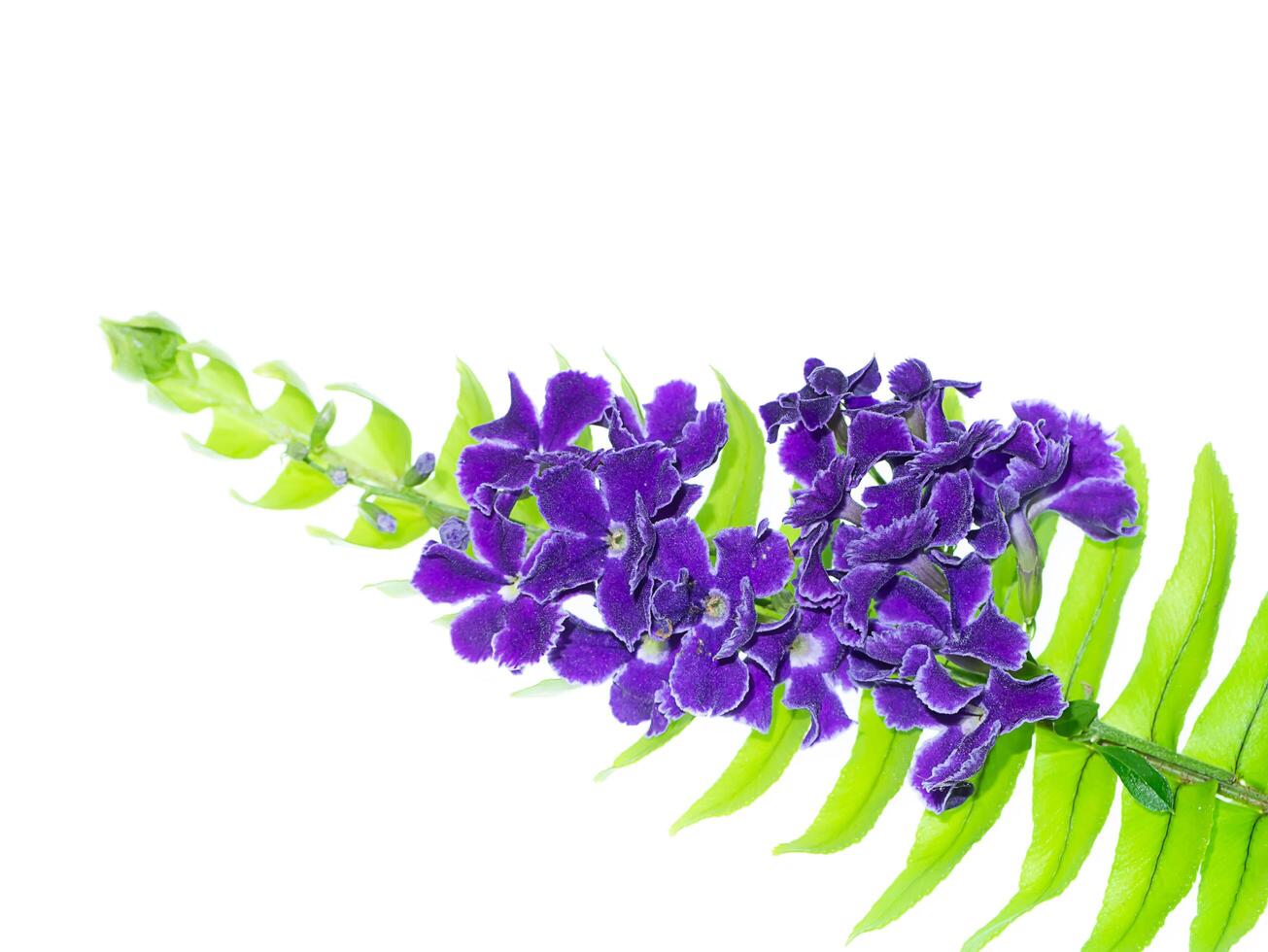 Duranta erecta flower on white background. photo