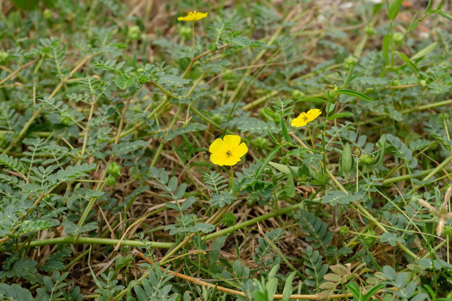 The yellow flower of devil's thorn. photo