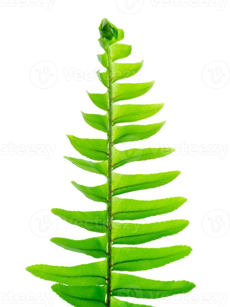 Close up fern leaf on white background. photo