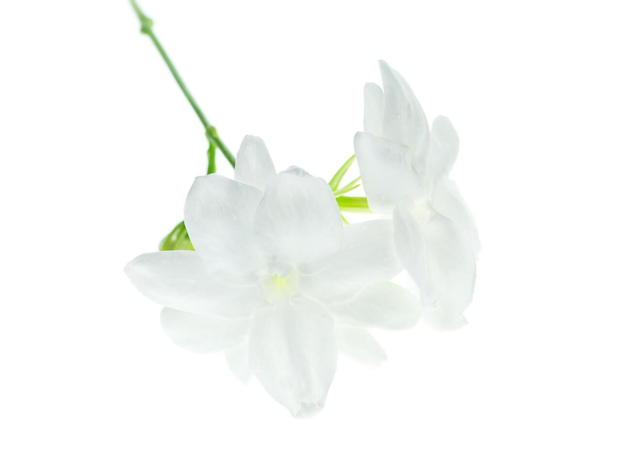 Close up of jasmine flower. photo