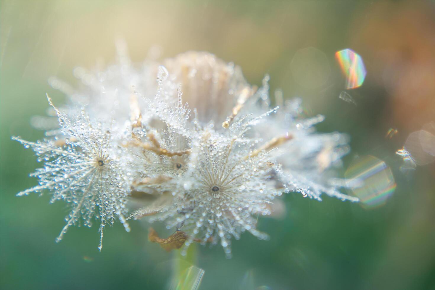 water drop dew on Coat buttons flower with light. photo