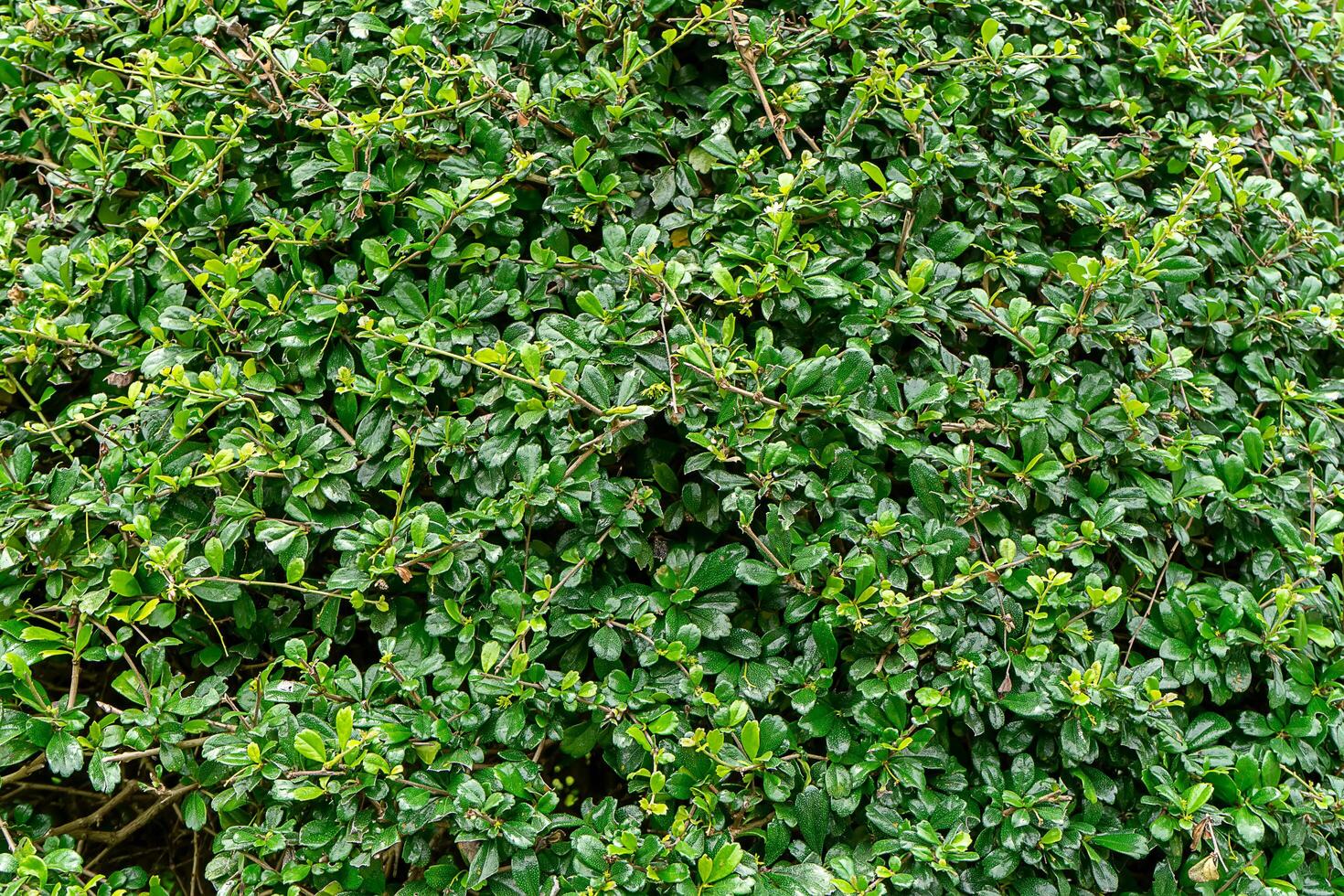 Eukien tea wallpaper photo