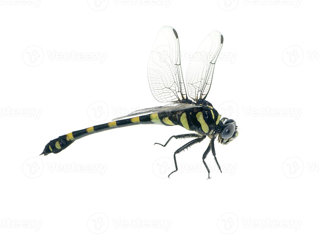 macro image of dragonfly photo