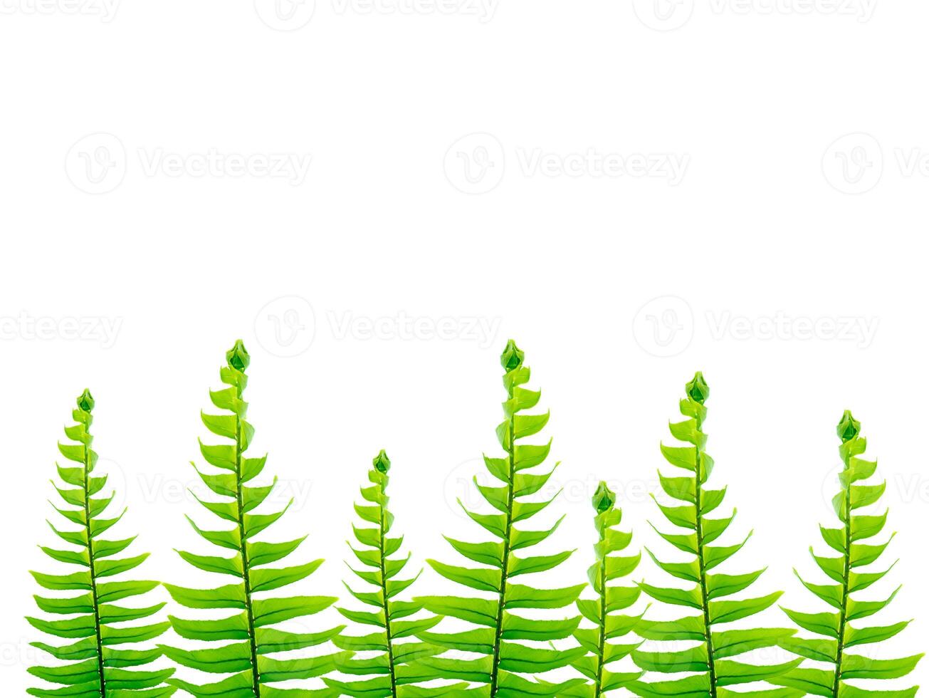 Close up fern leaf on white background. photo