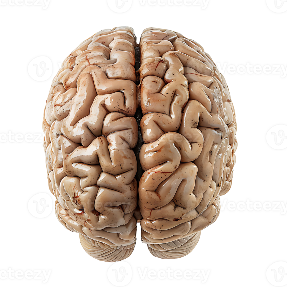Brain on transparent Background png