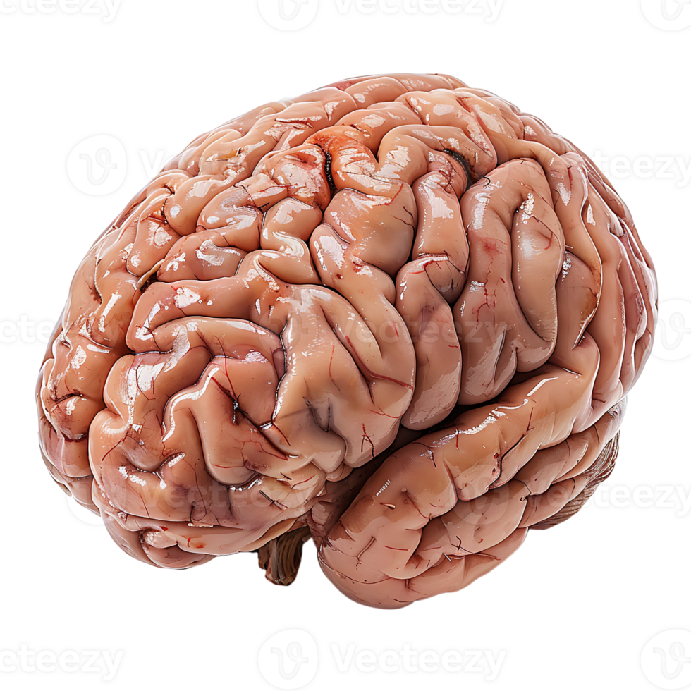 Brain on transparent Background png