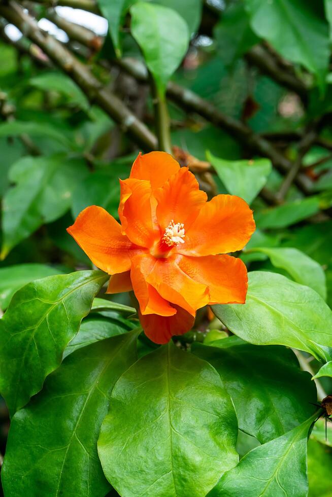 Close up of orange Wax Rose flower with leaf. photo
