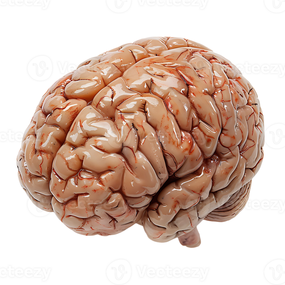 Brain on transparent Background png