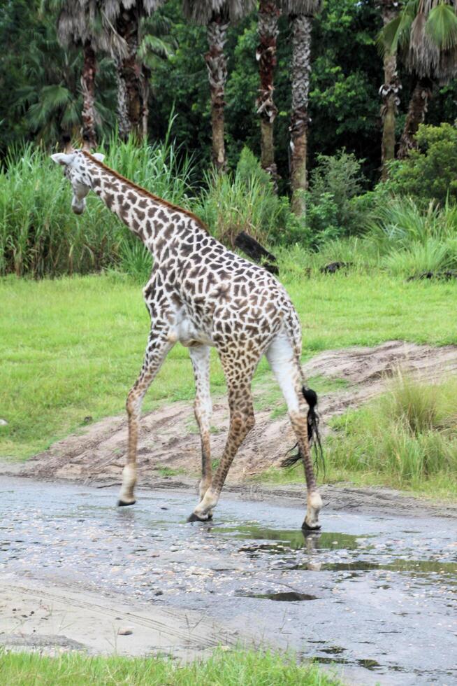 A view of a Giraffe photo