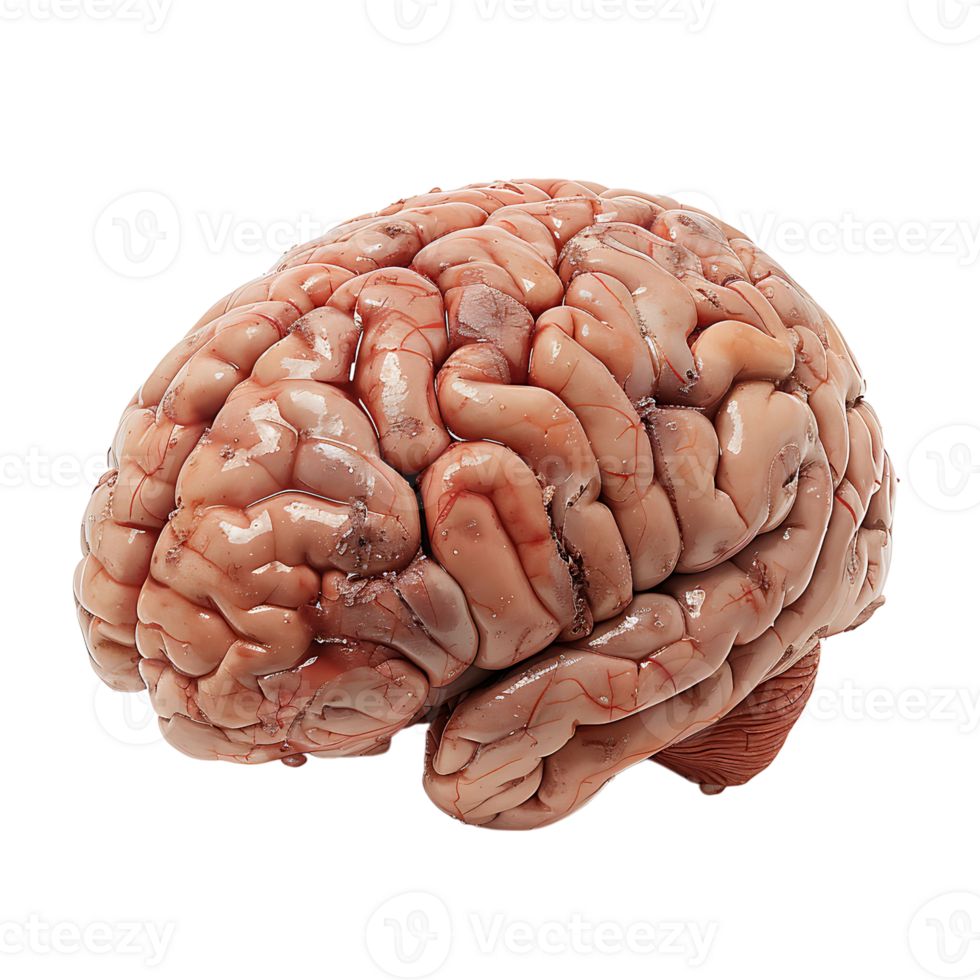 Brain on transparent Background png