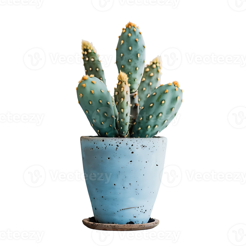 Cactus Plant on transparent Background png