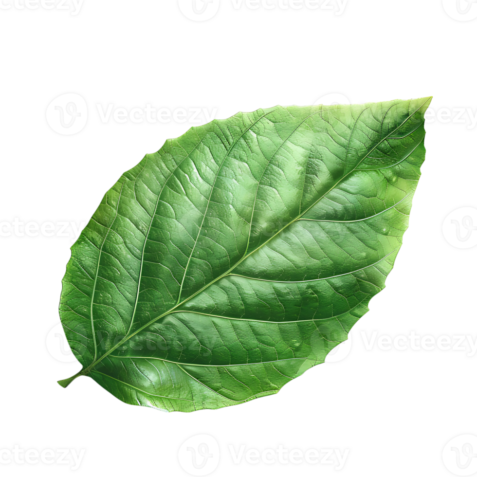 green leaf on isolated transparent background png