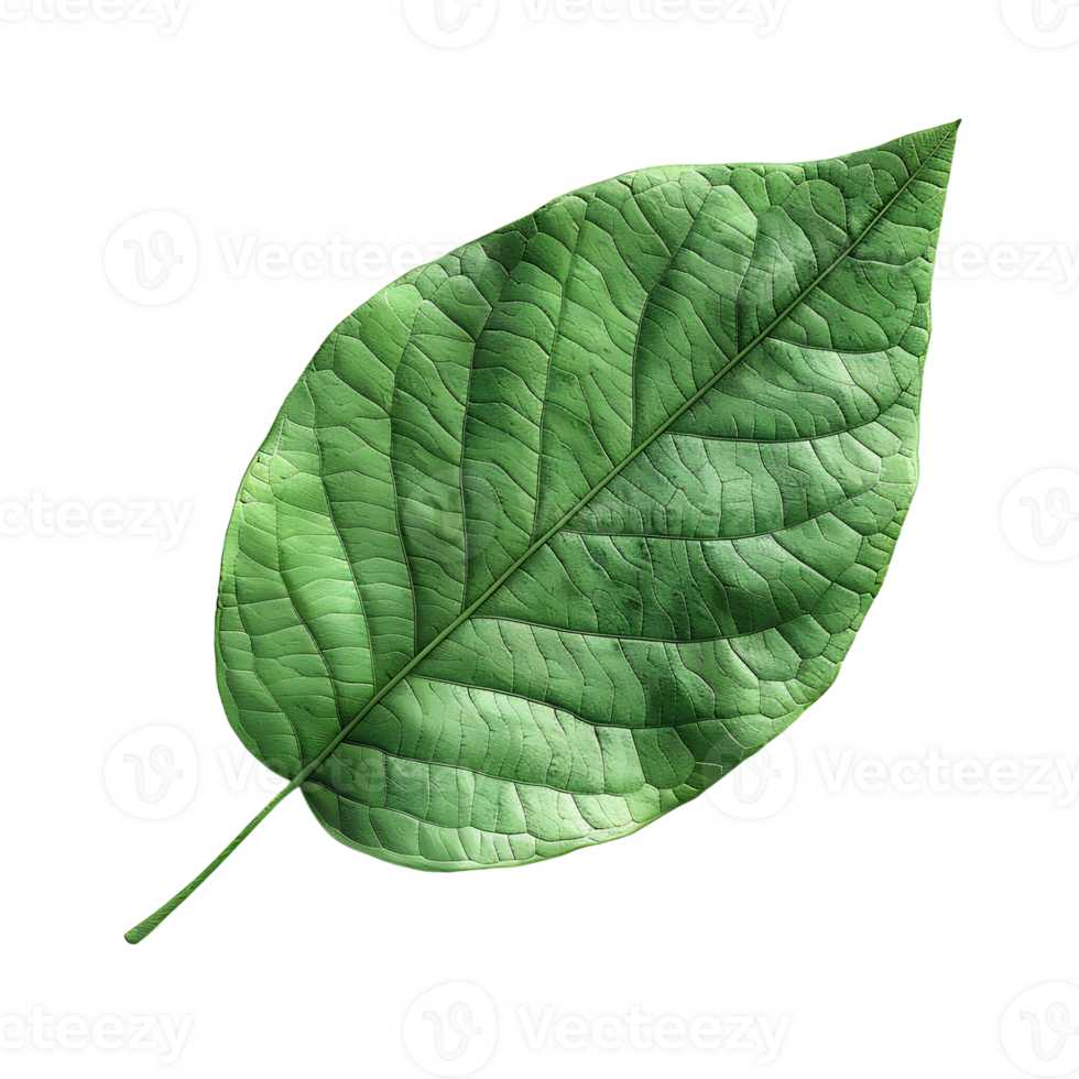 green leaf on isolated transparent background png