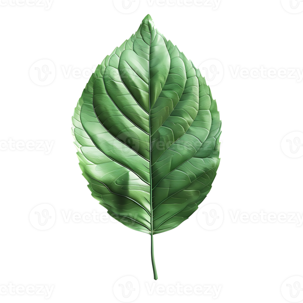 green leaf on isolated transparent background png