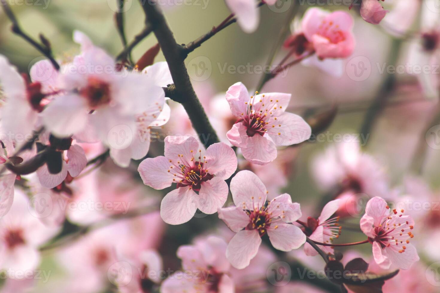 Fowers of the cherry or apple blossom. Sakura flower. photo