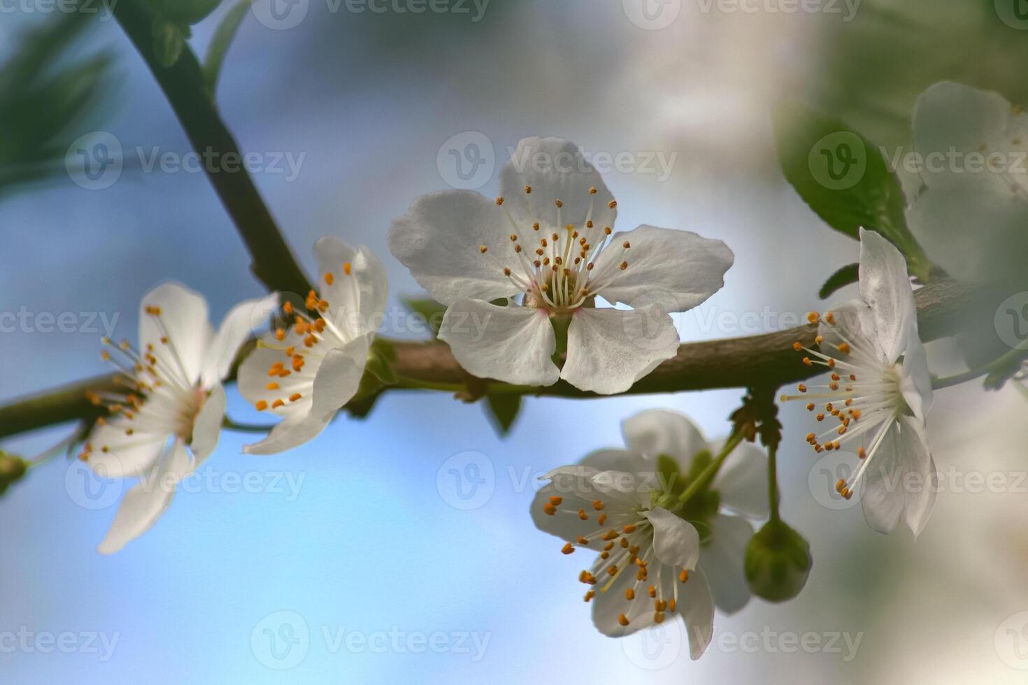 Fowers of the cherry or apple blossom. Sakura flower. photo