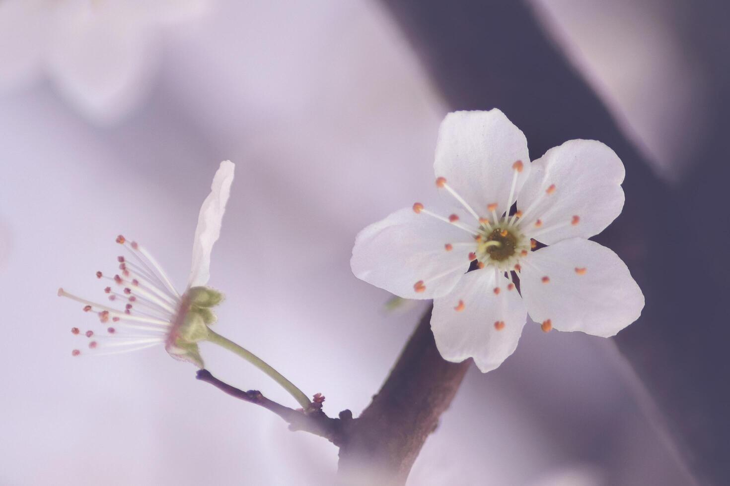 Fowers of the cherry or apple blossom. Sakura flower. photo