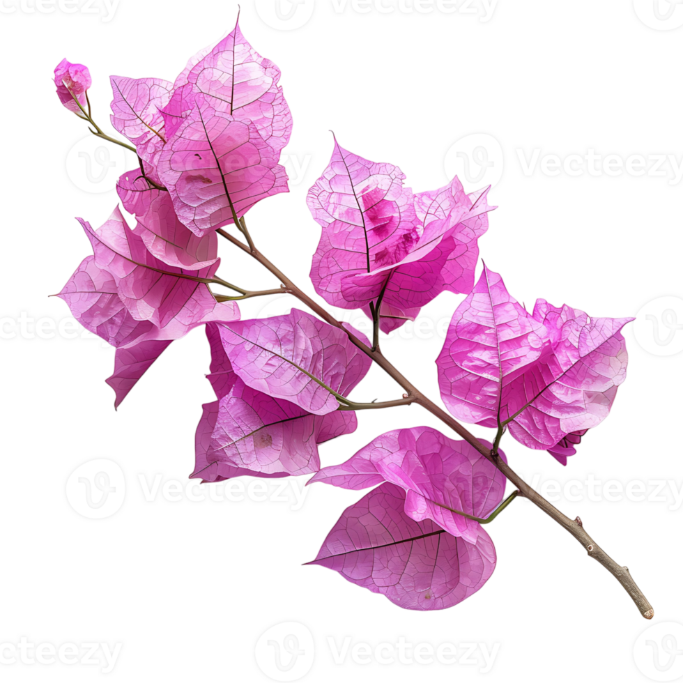 Bougainvillea flower on isolated transparent background png