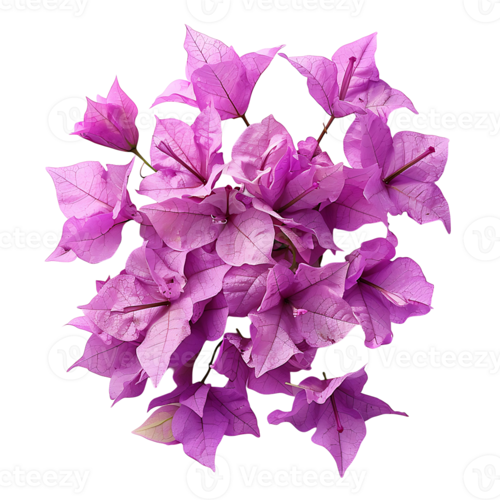 Bougainvillea flower on isolated transparent background png