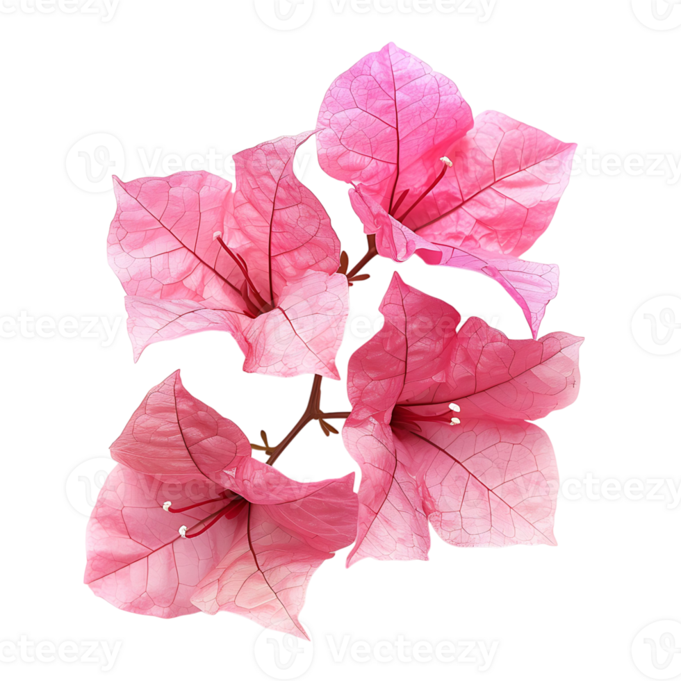Bougainvillea flower on isolated transparent background png