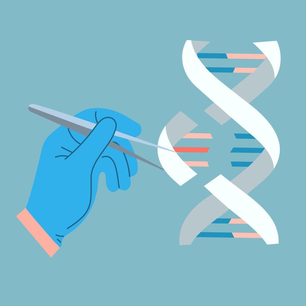 Genetic engineering. Human chromosome editing concept vector