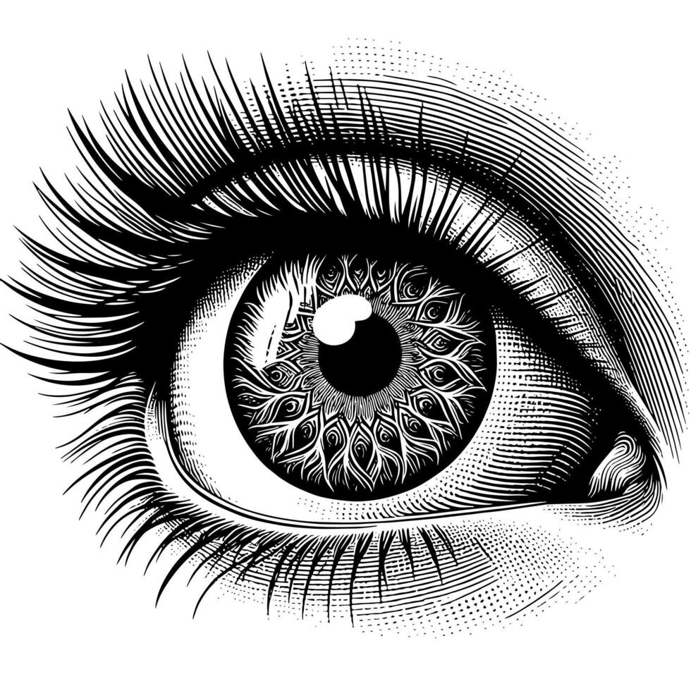 Black and White Illustration of the Human Eye Iris vector