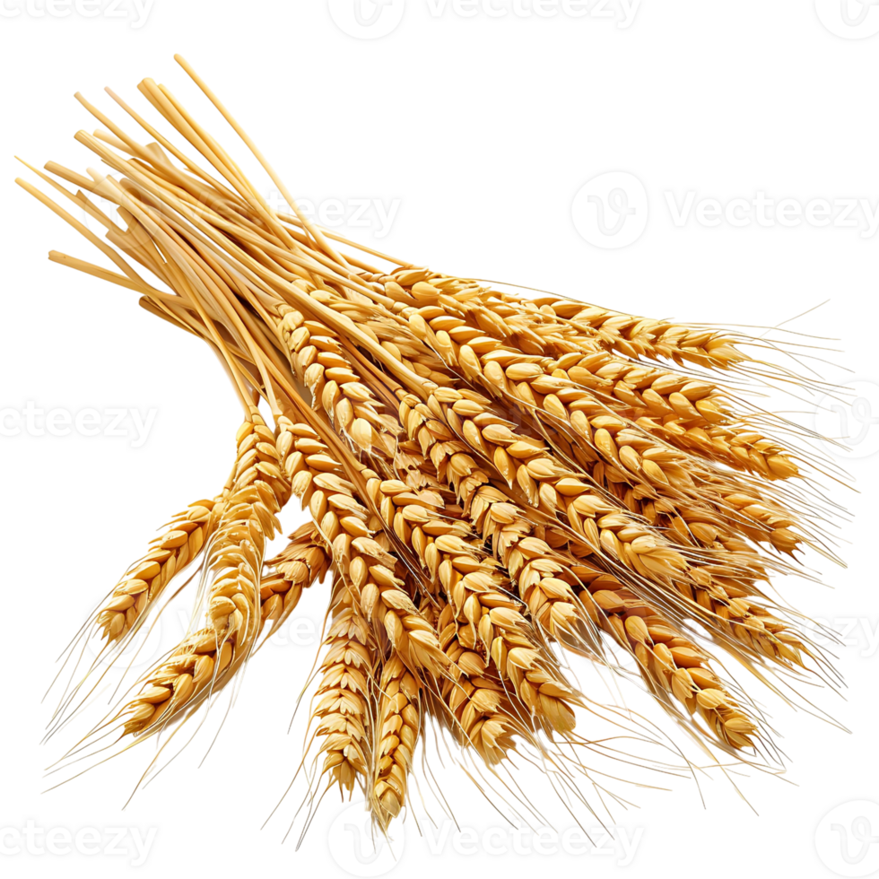 Wheat on isolated transparent background png