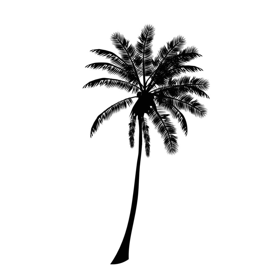 silhouettes palm tree illustration on white background vector