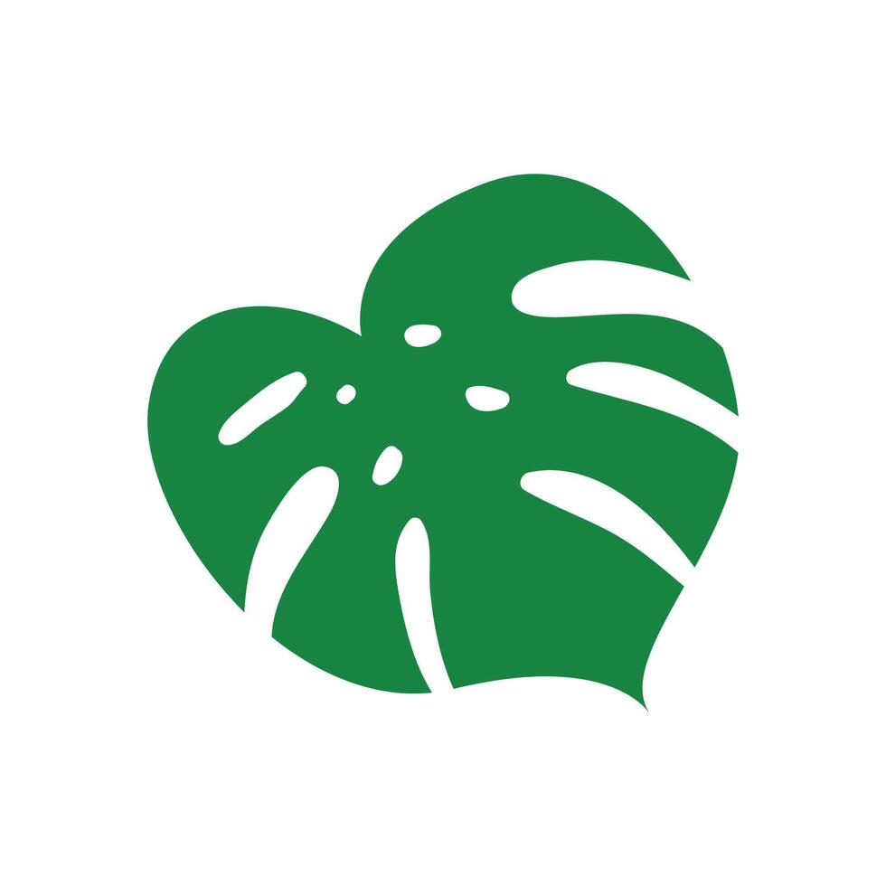 Hand drawn monstera leave on white background vector
