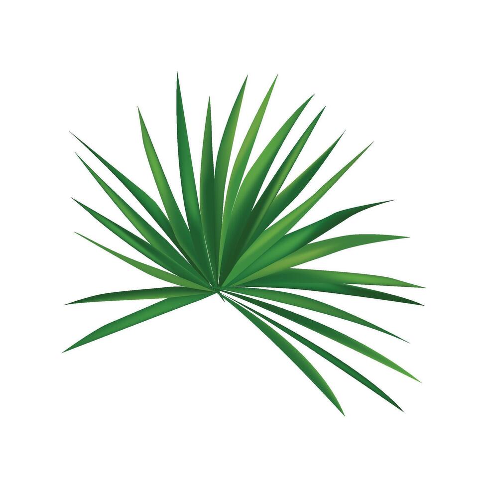 palm branch illustration isolated on white background vector