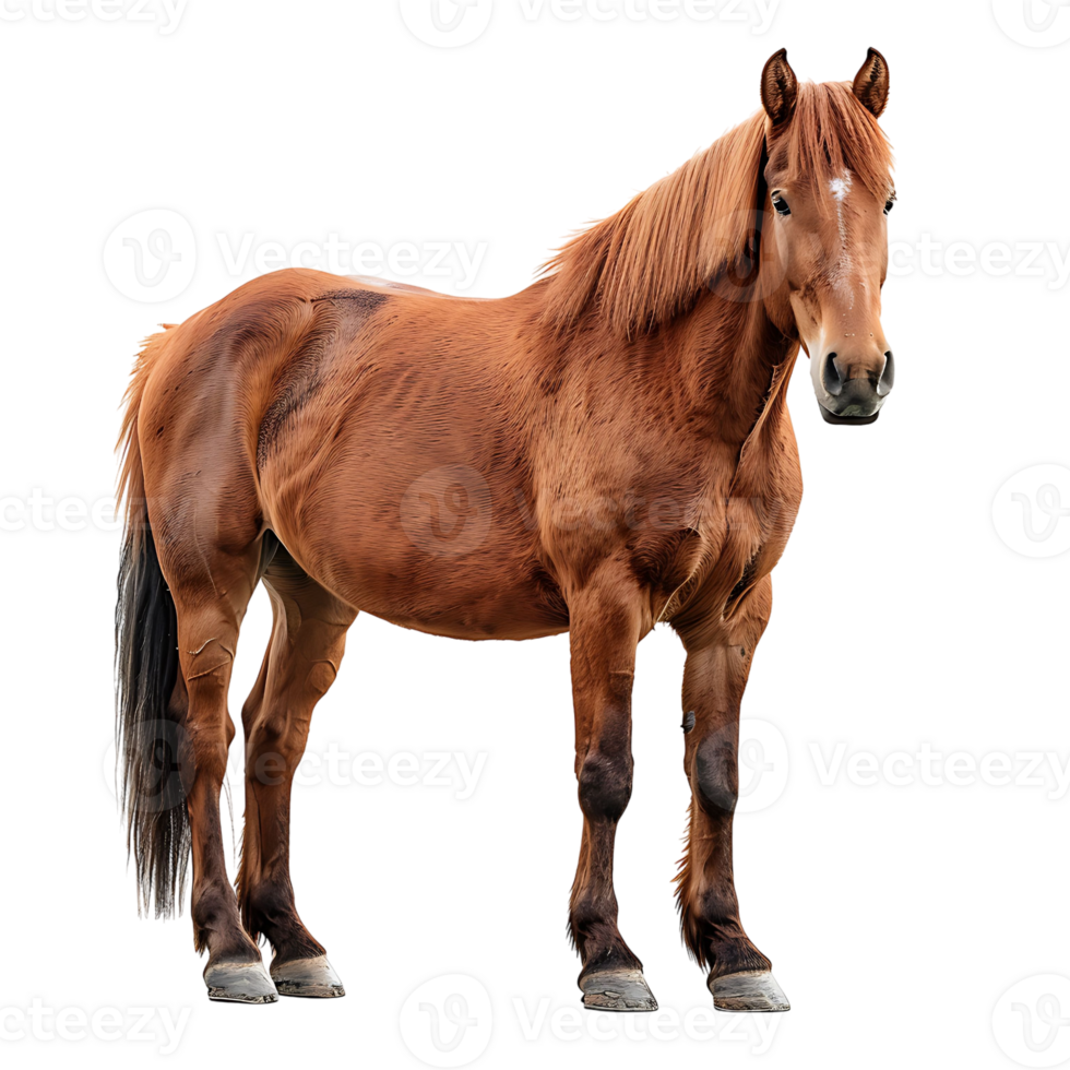 horse on isolated background png