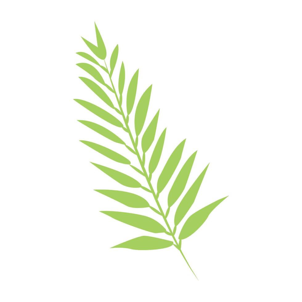 green tropical leaf of palm tree isolated on white vector