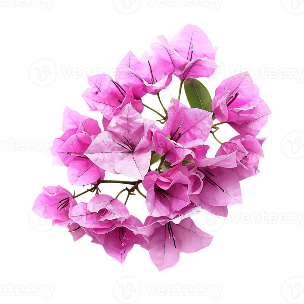 Bougainvillea flower on isolated transparent background png