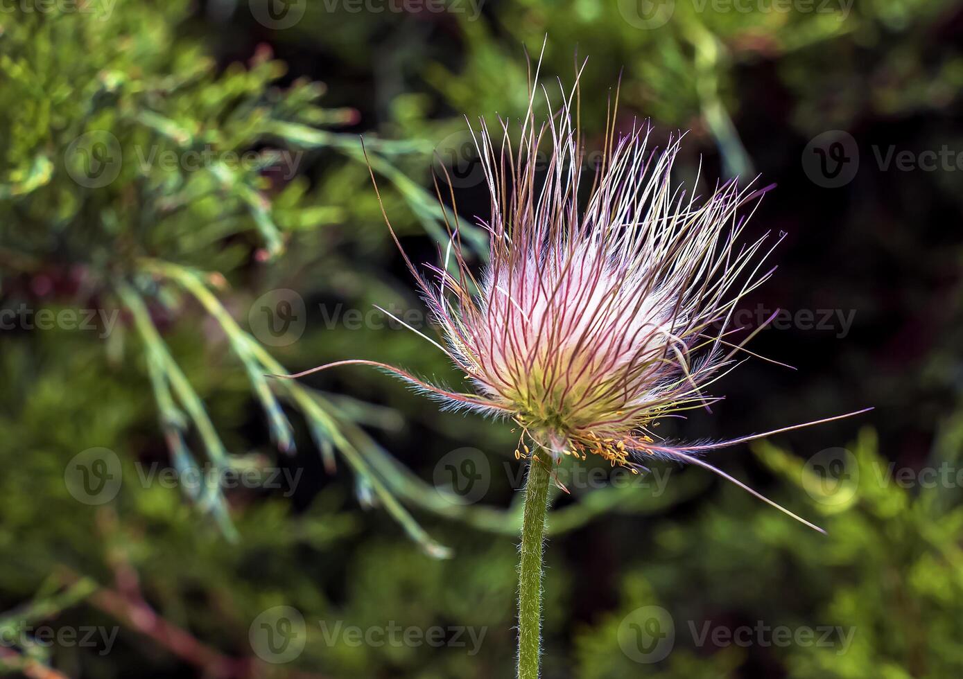 Beautiful blue primrose flowers, spring flowers, primrose Pulsatilla patens in Latin photo