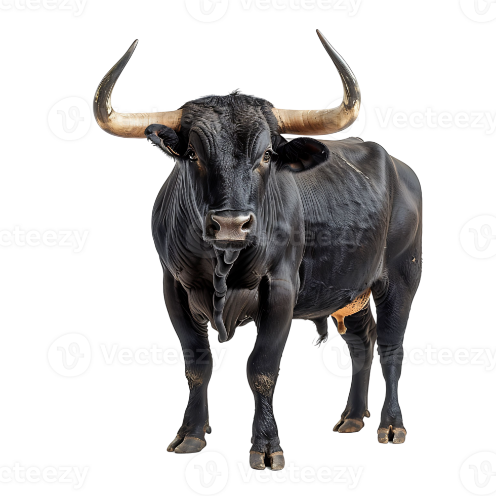 Bull on isolated background png