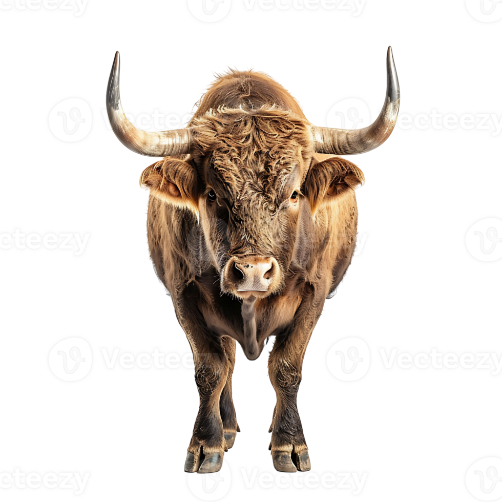 Bull on isolated background png