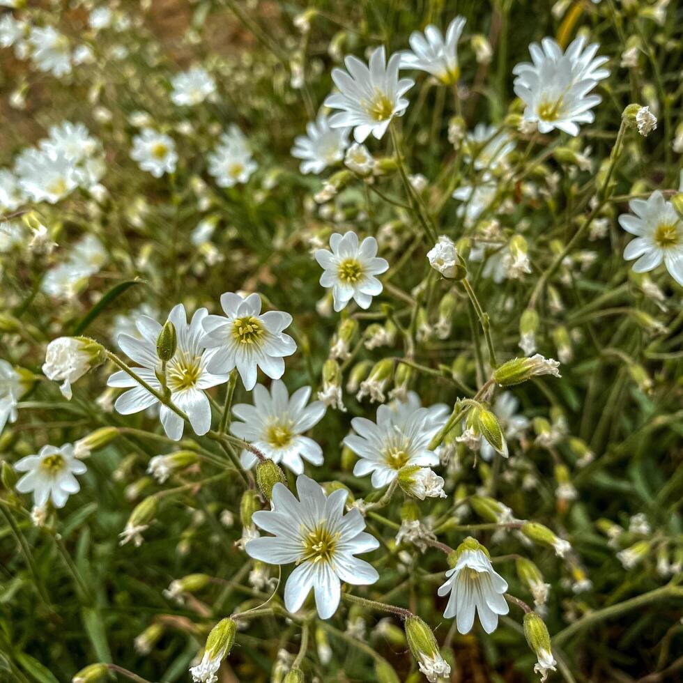 campo de verde césped y pequeño blanco flores foto