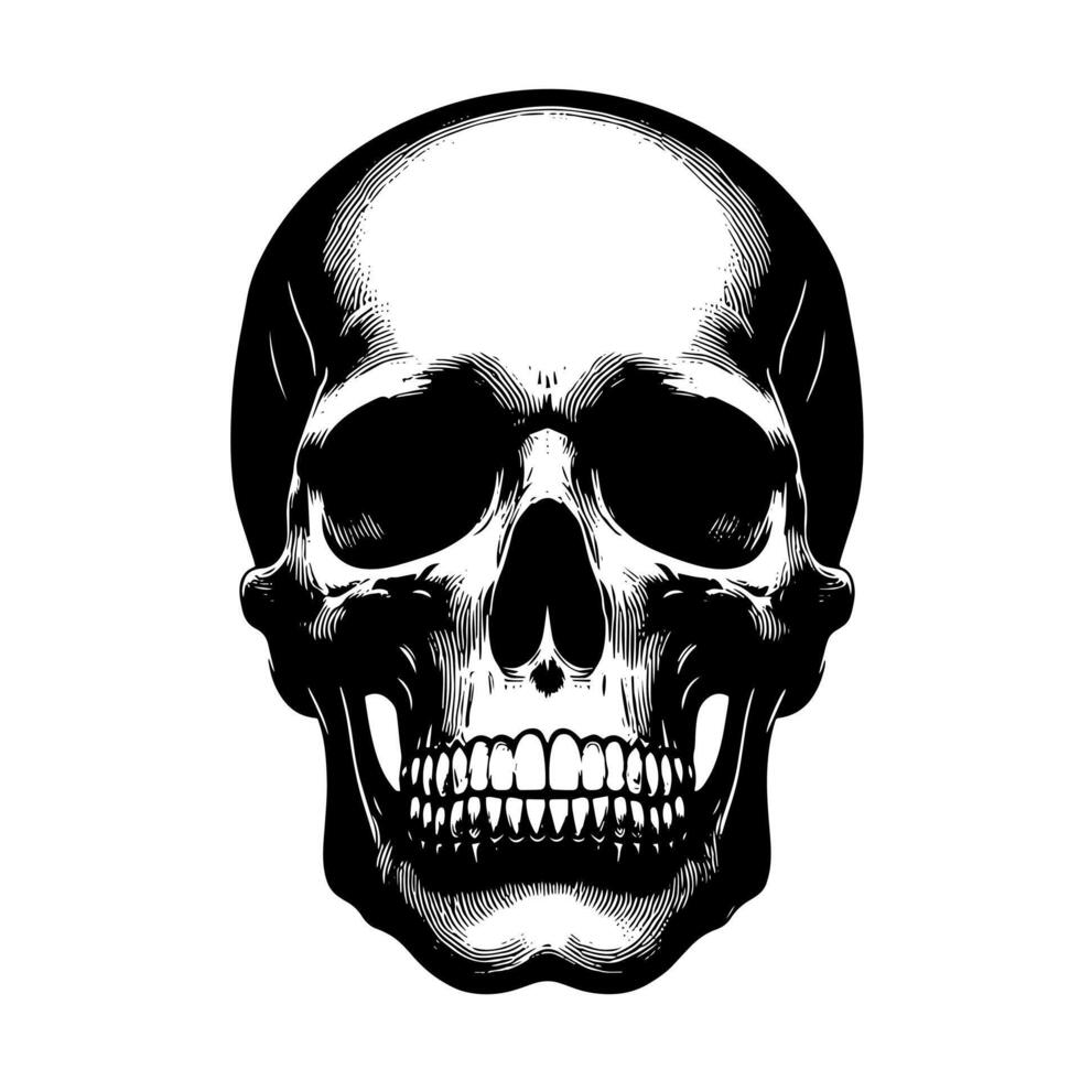 Black and White Illustration of a human skull vector