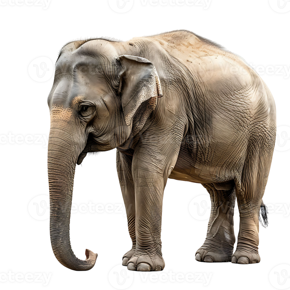 elefant på isolerat bakgrund png