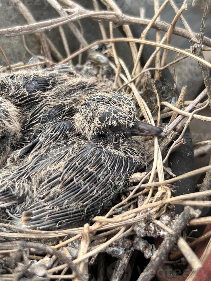 bird nest in the garden photo
