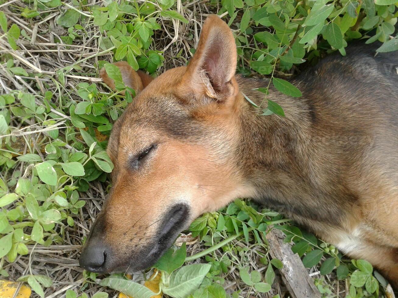 un linda perro acostado en el suelo foto