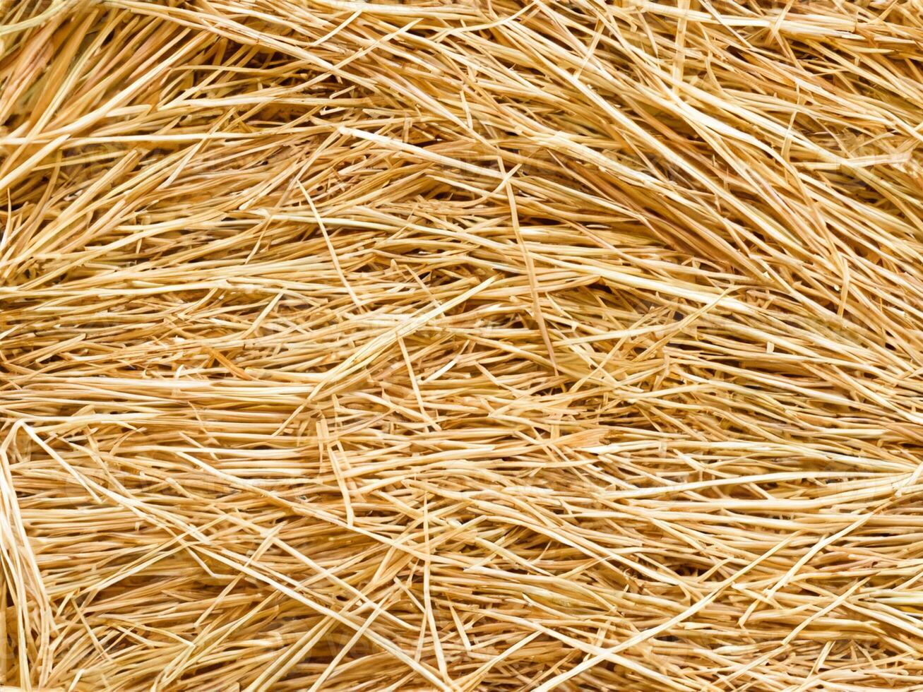 straw on white background, abstract background photo