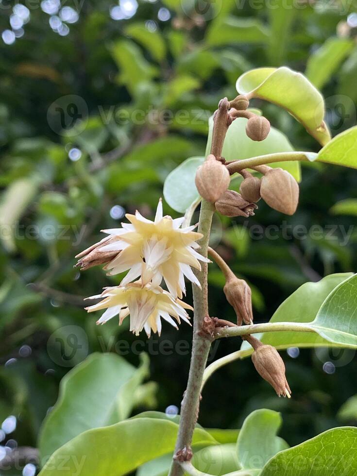 Bullet wood flower in nature garden photo