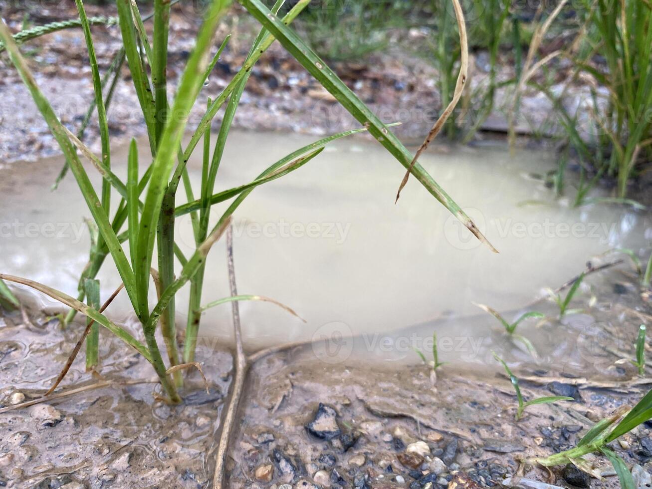 grass and water on the ground photo