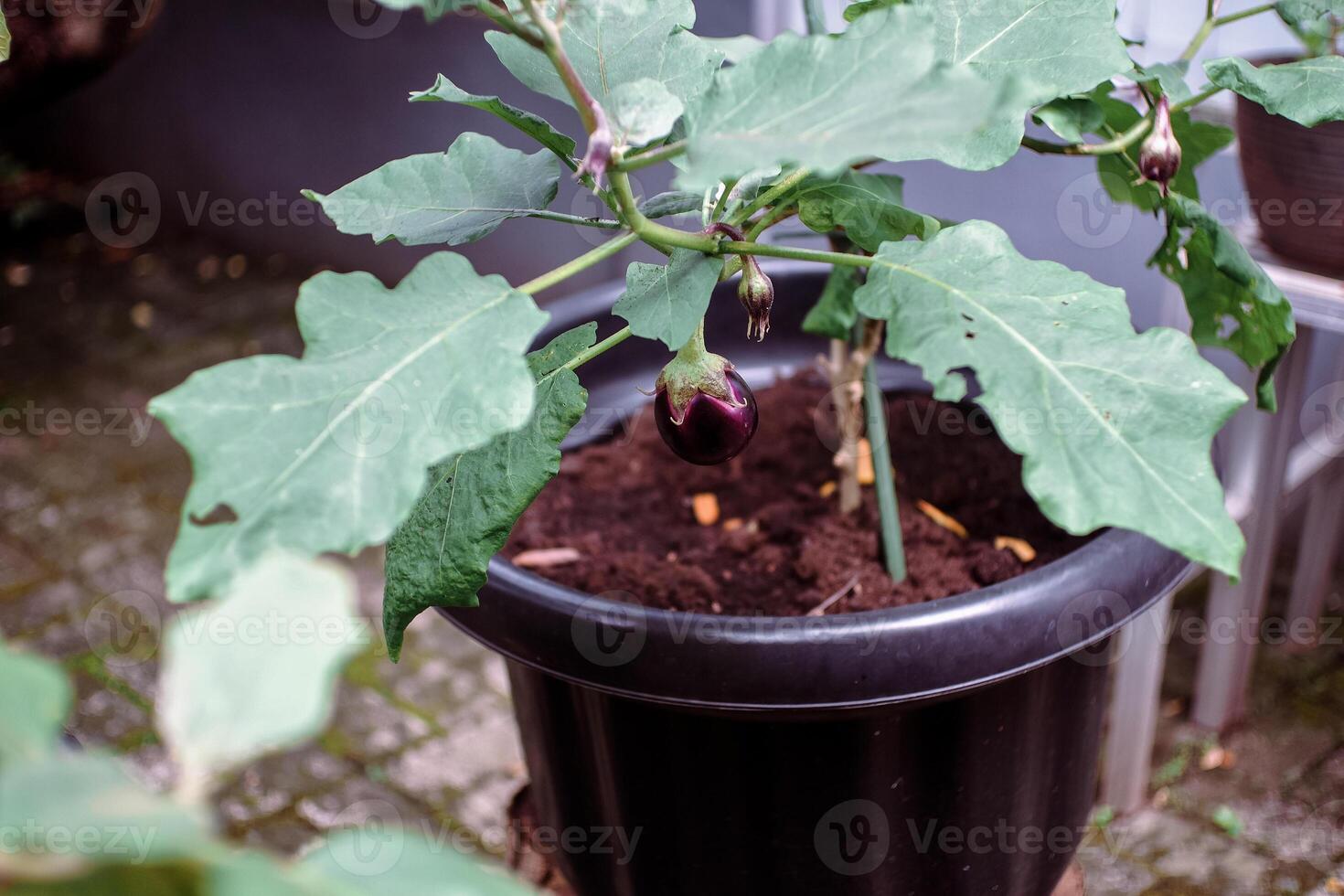 eggplant tree in a pot photo