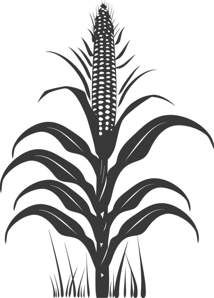 Silhouette corn black color only full vector