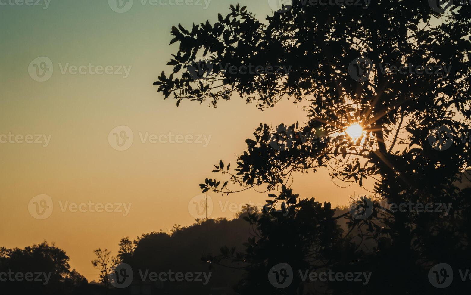 sillhuate tree with brown and blue sky at sunset photo