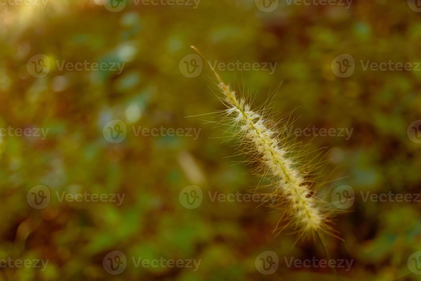 soft focus yellow tropical grass flower background photo