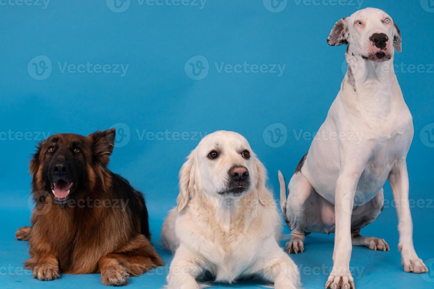 pomeranio perro de Pomerania perro, esponjoso, holandés pastor, perro, negro gato, linda Maine mapache, gris gato, americano buldog, cachorro, dorado perdiguero, americano staffordshire, alemán pastor foto